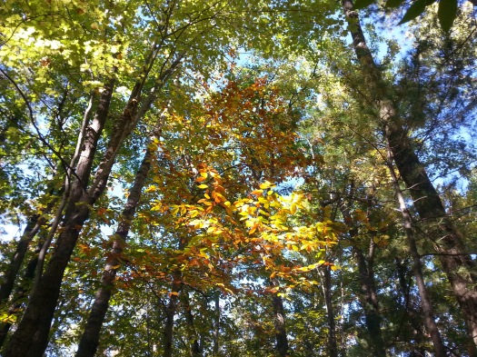 The canopy was beginning to turn colour. 