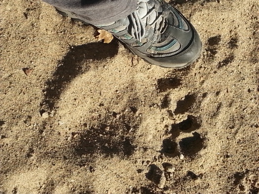 We're pretty sure we saw a bear paw print in the sand. What do you think? 
